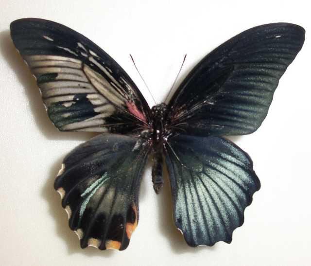 Papilio Gynandromorph 04 (Internet Image property of respective owner, non-commercial use only)